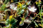 Flore arctique - Trientale d'Europe - Trientalis europaea - Primulaces