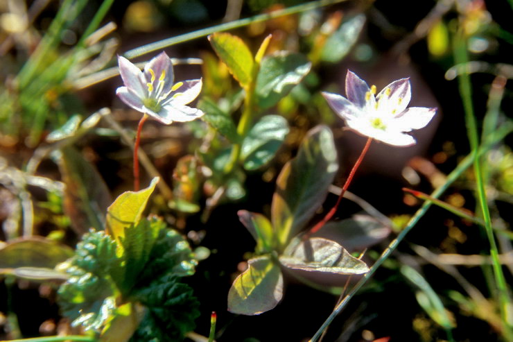 Flore arctique - Trientale d'Europe - Trientalis europaea - Primulaces