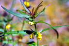 Flore arctique - Mlampyre des bois - Melampyrum sylvaticum - Scrophulariaces