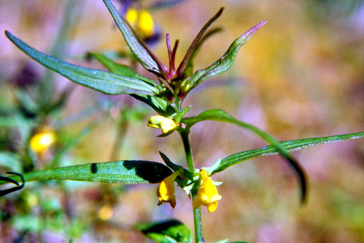 Flore arctique - Mlampyre des bois - Melampyrum sylvaticum - Scrophulariaces