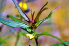 Flore arctique - Mlampyre des bois - Melampyrum sylvaticum - Scrophulariaces