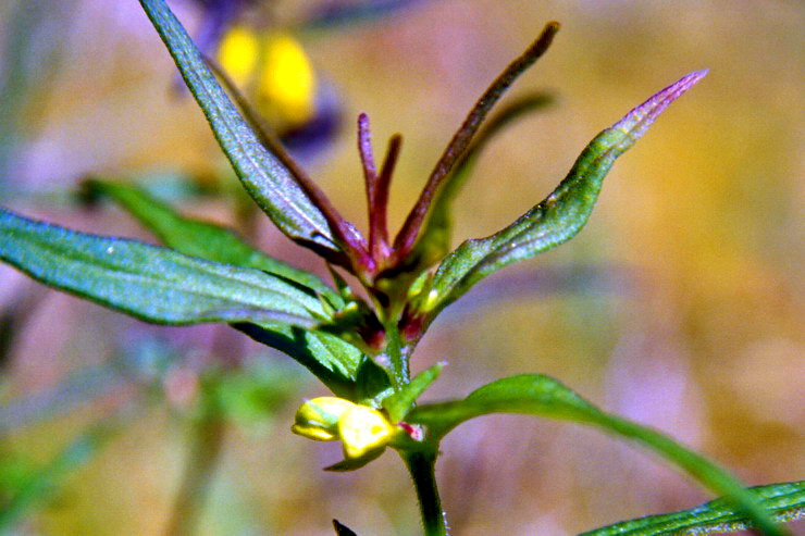 Flore arctique - Mlampyre des bois - Melampyrum sylvaticum - Scrophulariaces