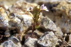 Flore arctique - Euphraise de Norvge - Euphrasia norvegica - Scrophulariaces