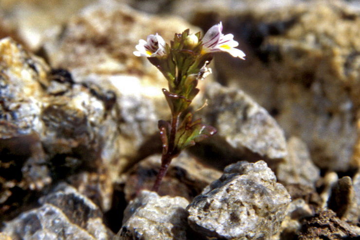 Flore arctique - Euphraise de Norvge - Euphrasia norvegica - Scrophulariaces