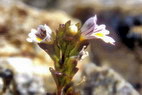 Flore arctique - Euphraise de Norvge - Euphrasia norvegica - Scrophulariaces