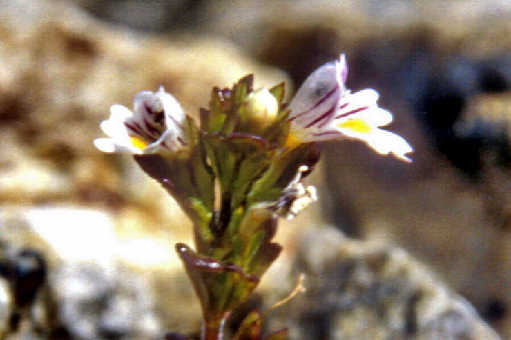 Flore arctique - Euphraise de Norvge - Euphrasia norvegica - Scrophulariaces