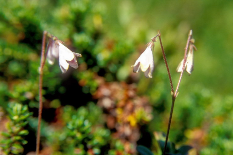 Flore arctique - Linne borale - Linnaea borealis - Caprifoliaces