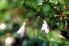 Flore arctique - Linne borale - Linnaea borealis - Caprifoliaces