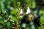 Flore arctique - Linne borale - Linnaea borealis - Caprifoliaces