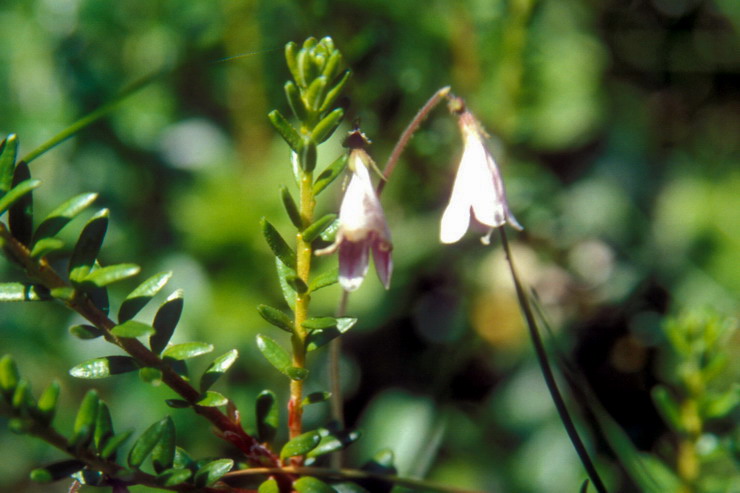 Flore arctique - Linne borale - Linnaea borealis - Caprifoliaces