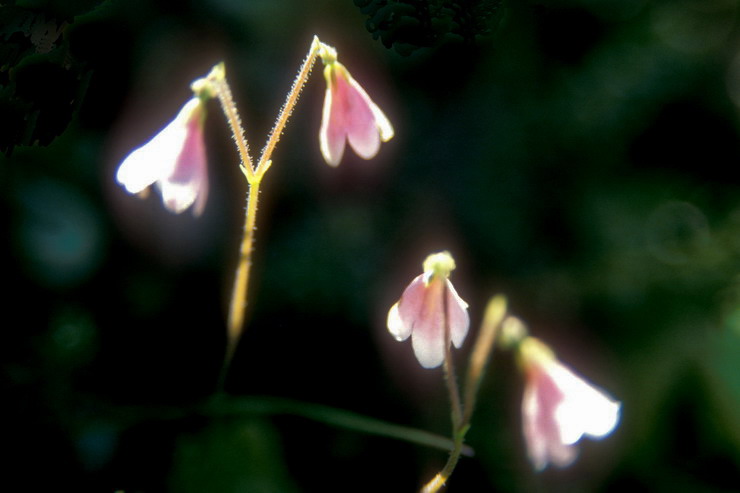 Flore arctique - Linne borale - Linnaea borealis - Caprifoliaces