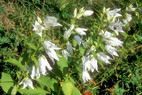 Flore arctique - Campanule  feuilles de pcher - Campanula persicifolia - Campanulaces