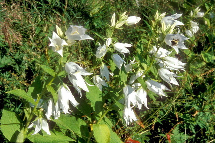 Flore arctique - Campanule  feuilles de pcher - Campanula persicifolia - Campanulaces