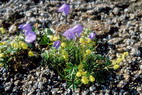 Flore arctique - Campanule de Scheuchzer - Campanula scheuchzeri - Campanulaces