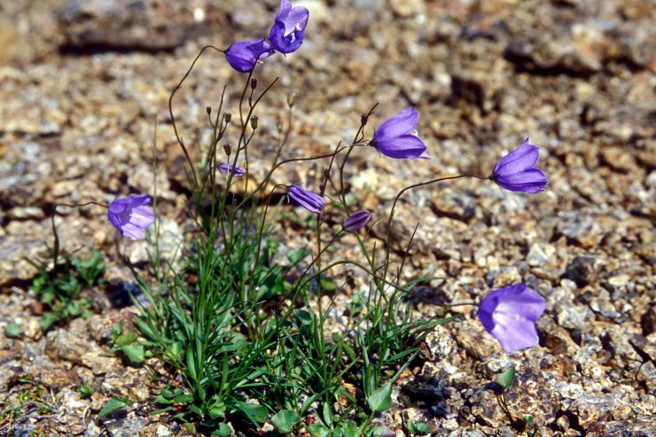 Flore arctique - Campanule de Scheuchzer - Campanula scheuchzeri - Campanulaces