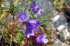 Flore arctique - Campanule de Scheuchzer - Campanula scheuchzeri - Campanulaces