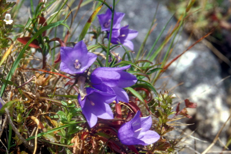 Flore arctique - Campanule de Scheuchzer - Campanula scheuchzeri - Campanulaces