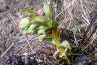 Flore alpine - Fleurs de printemps - Hellébore fétide - Helleborus foetidus - Renonculacées