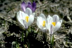 Flore alpine - Fleurs de printemps - Crocus - Iridacées
