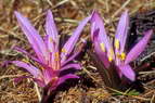 Flore alpine - Fleurs de printemps - Campanette - Bulbocodium vernum - Liliacées