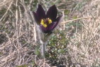 Flore alpine - Fleurs de printemps - Anémone des montagnes - Pulsatilla montana - Renonculacées