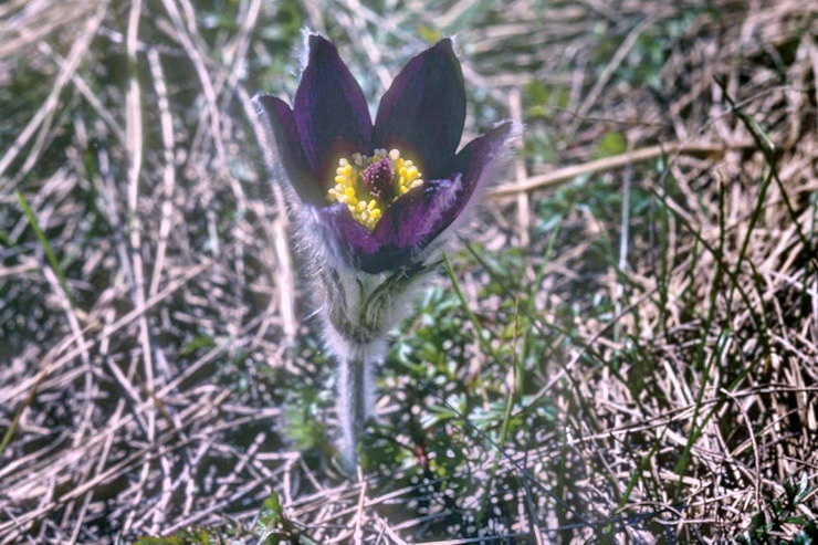 Flore alpine - Fleurs de printemps - Anmone des montagnes - Pulsatilla montana - Renonculaces