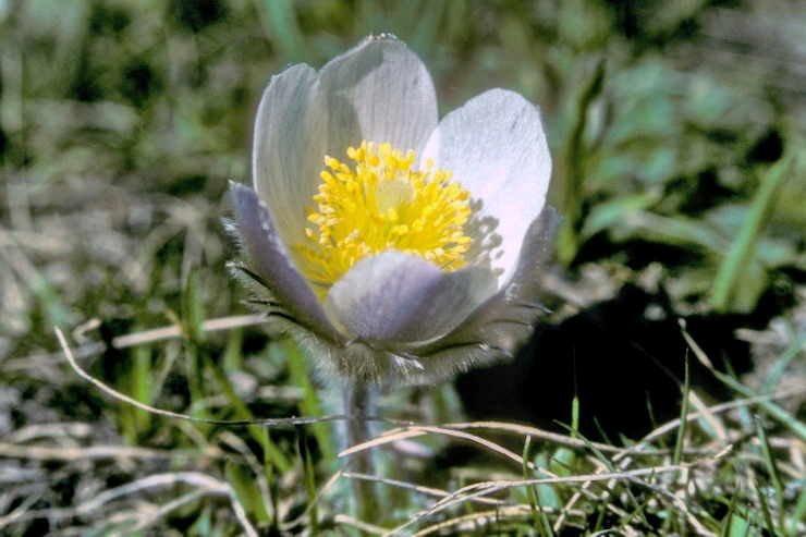 Flore alpine - Fleurs de printemps - Anmone printanire - Pulsatilla vernalis - Renonculaces