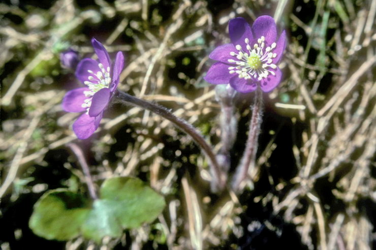 Flore alpine - Fleurs de printemps - Anmone hpatique - Hepatica triloba - Renonculaces