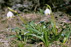Flore alpine - Fleurs de printemps - Nivéole printanière - Leucoium vernum - Amaryllidacées