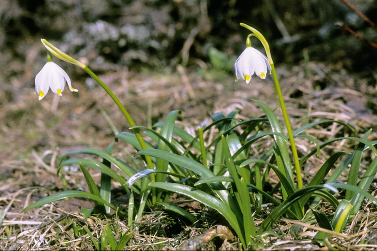 Flore alpine - Fleurs de printemps - Nivole printanire - Leucoium vernum - Amaryllidaces