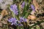 Flore alpine - Fleurs de printemps - Scille printanière - Scilla verna - Liliacées