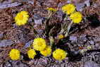 Flore alpine - Fleurs de printemps - Tussilage, Pas d'Ane - Tussilago farfara - Astéracées (= Composées)