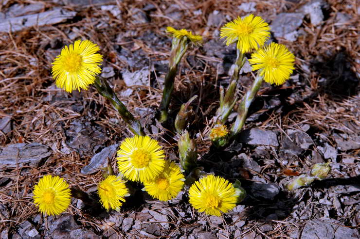 Flore alpine - Fleurs de printemps - Tussilage, Pas d'Ane - Tussilago farfara - Astraces (Composes)