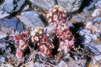 Flore alpine - Fleurs de printemps - Pétasite officinale - Petasites hybridus (= P. officinalis) - Astéracées (= Composées)