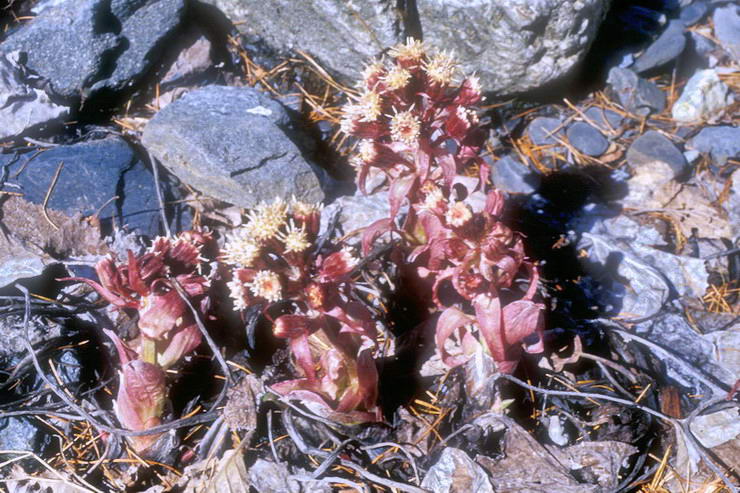 Flore alpine - Fleurs de printemps - Ptasite officinale - Petasites hybridus (= P. officinalis) - Astraces (Composes)