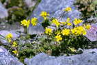 Flore alpine - Fleurs de printemps - Drave faux-aizoon - Draba aizoides - Brassicacées (= Crucifères)