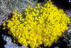 Flore alpine - Fleurs de printemps - Vermiculaire, Grégorie de Vital - Vitaliana primuliflora (= Androsace vitaliana, Gregoria v.) - Primulacées)