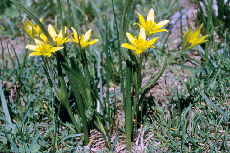 Flore alpine - Fleurs de printemps - Gage de Liotard (= G. fistuleuse) - Gagea fragifera - Liliaces