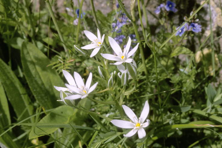Flore alpine - Fleurs de printemps - Dame d'onze-heures - Ornithogalum umbellatum - Liliaces