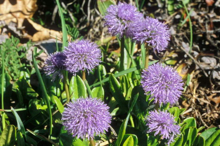 Flore alpine - Fleurs de printemps - Globulaire commune - Globularia vulgaris ( = G. willkommii) - Globulariaces