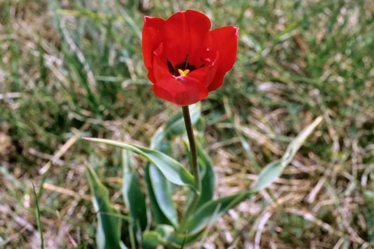 Flore alpine - Fleurs de printemps - Tulipe de Gesner - Tulipa gesneriana - Liliaces (Maurienne)