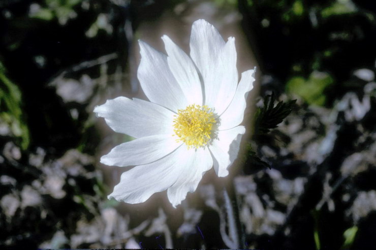 Flore alpine - Fleurs de printemps - Anmone des Alpes - Pulsatilla alpina ssp. alpina - Renonculaces