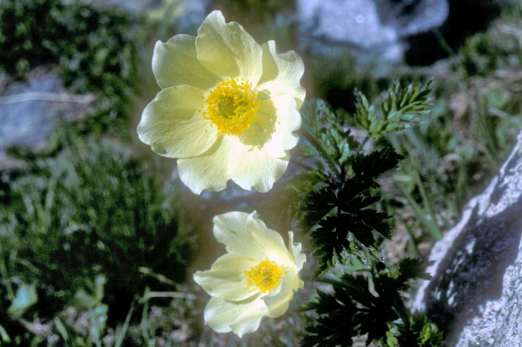 Flore alpine - Fleurs de printemps - Anmone soufre - Pulsatilla alpina ssp. sulfurea - Renonculaces