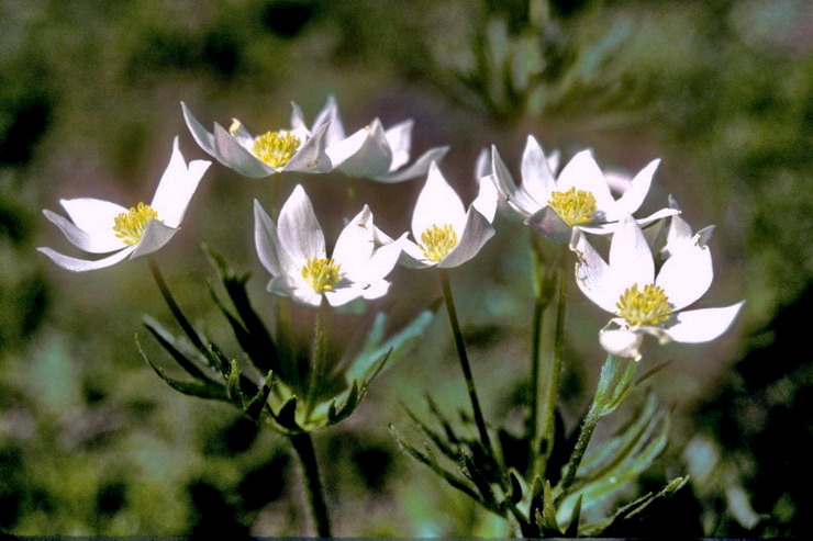 Flore alpine - Fleurs de printemps - Anmone  fleurs de narcisse - Anemone narcissiflora - Renonculaces