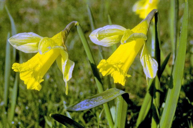 Flore alpine - Fleurs de printemps - Jonquille - Narcissus pseudonarcissus - Amaryllidaces