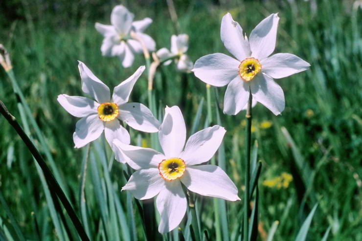 Flore alpine - Fleurs de printemps - Narcisse des potes - Narcissus poeticus - Amaryllidaces