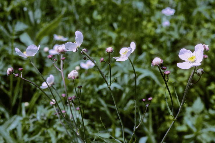 Flore alpine - Fleurs de printemps - Renoncule  feuilles d'aconit - Ranonculus aconitifolius - Renonculaces