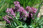 Flore alpine - Fleurs de printemps - Bec d'oie / Corydale - Corydalis solida - Fumariaces