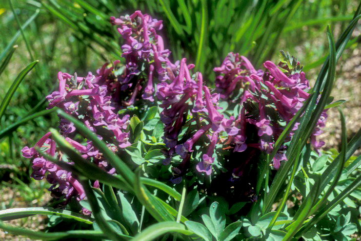 Flore alpine - Fleurs de printemps - Bec d'oie / Corydale - Corydalis solida - Fumariaces