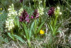 Flore alpine - Fleurs de printemps - Orchis  odeur de sureau - Dactylorhiza sambucina (= D. latifolia) - Orchidaces